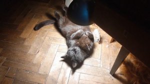 Как объяснить коту что это он у меня живёт а не я у него?