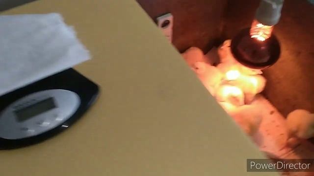 Бройлер Кобб 500 смотреть онлайн