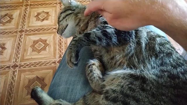 Котик перебирает лапками