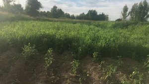 Особенности выращивания в Калининградской области наш огород что и как растёт в Калининградской обл