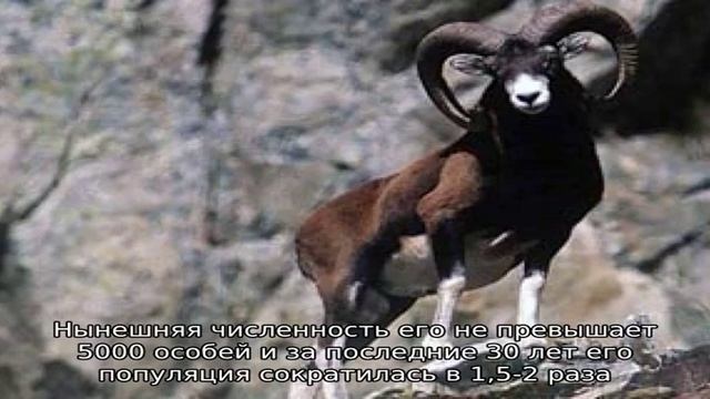 Горные бараны смотреть онлайн