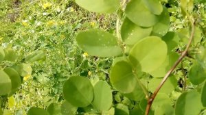 Как избавиться или вывести акацию у себя на участке ураганом Часть 1 Удаление своими руками