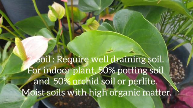 5 Tips Anthurium / Flamingo Flower Plant Care смотреть онлайн