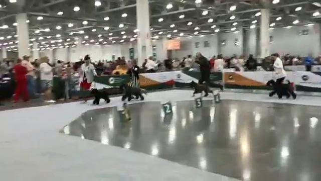 #сравнениенаВОВ #керриблютерьер #выставкасобакРоссия2022деньвторой смотреть онлайн