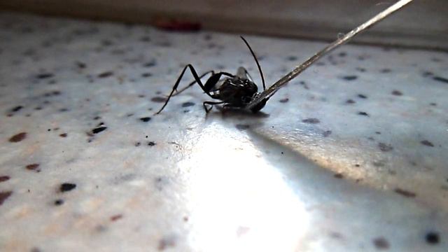 Помогите опознать неизвестное насекомое смотреть онлайн