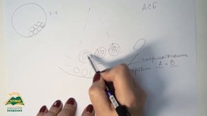 Строение семенников