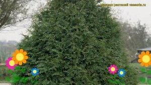 Туя западная Фрисландия. Краткий обзор, описание характеристик thuja occidentalis Frieslandia