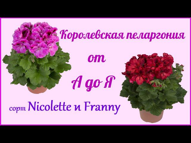 Пеларгония & Герань - королевский сорт - выращивание в домашних условиях