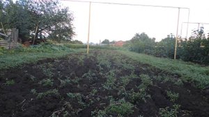 Мотоблок К-700 , работаем плужком