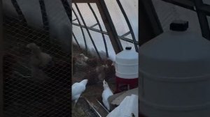 Содержание куриц в теплице зимой