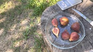 Инжир Brown Turkey, созрели бребы , отличный вкус ?