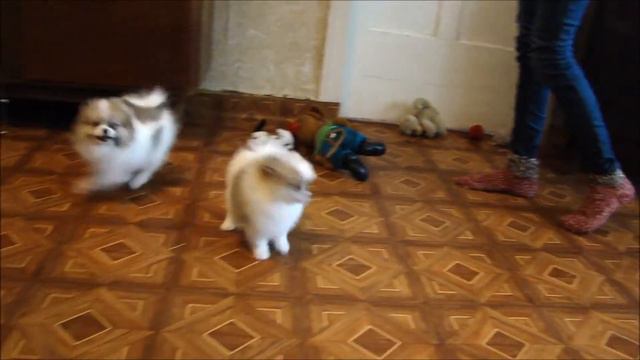 Патиколорные девочки на продажу, рожденные в питомнике Кураж Светланы 05.01.2014 смотреть онлайн