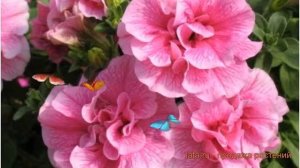 Петуния махровая Дуо Сатин Пинк (duo satin pink) ? обзор: как сажать, семена петунии Дуо Сатин Пинк