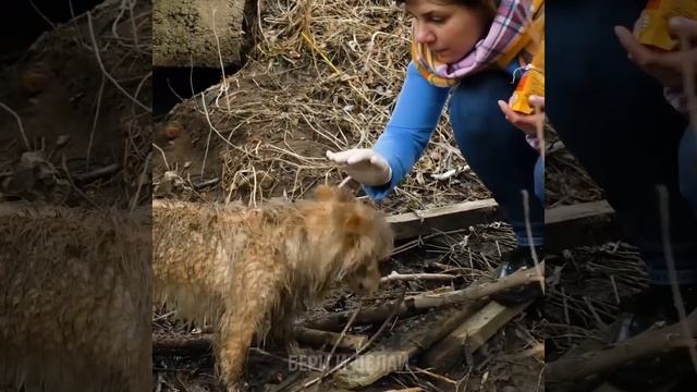 23 УДИВИТЕЛЬНЫЕ ПОДЕЛКИ ДЛЯ ЛЮБИТЕЛЕЙ ДОМАШНИХ ЖИВОТНЫХ смотреть онлайн