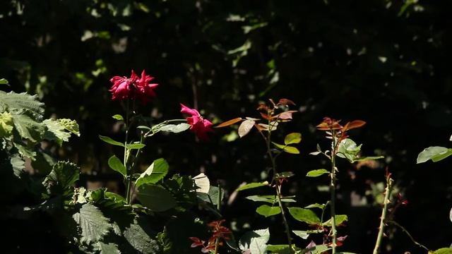 Реабилитация ИСХОД. Реабилитационный центр МиР