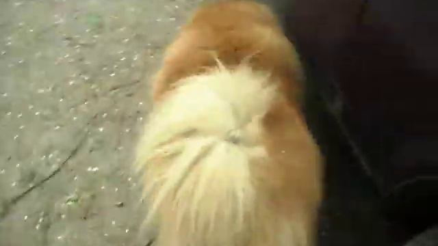 Чау-чау смотреть онлайн