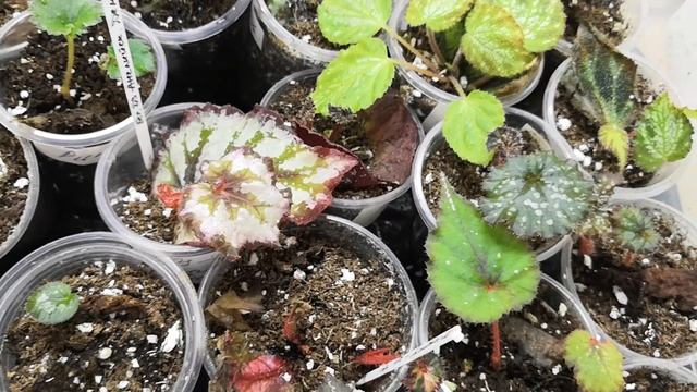 Бегонии. Маленькие секретики. ??комнатныерастения бегония домашниецветы бегонии посадка