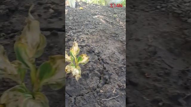 контроль летней посадки хост