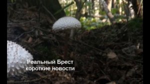 Новый редкий «краснокнижный» гриб обнаружен в Беловежской пуще