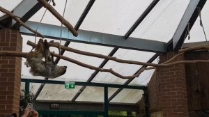 Ленивец  в зоопарке Дортмунда 18.062017