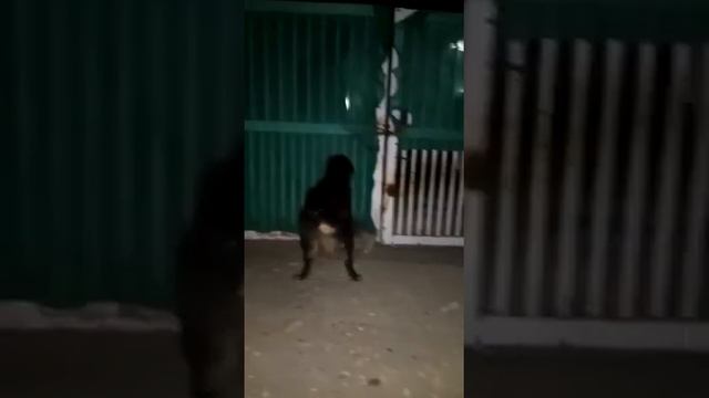 Tibetan Mastiff #dog in pakistan in full action, bakarwali kutta, kashmirr pakistan