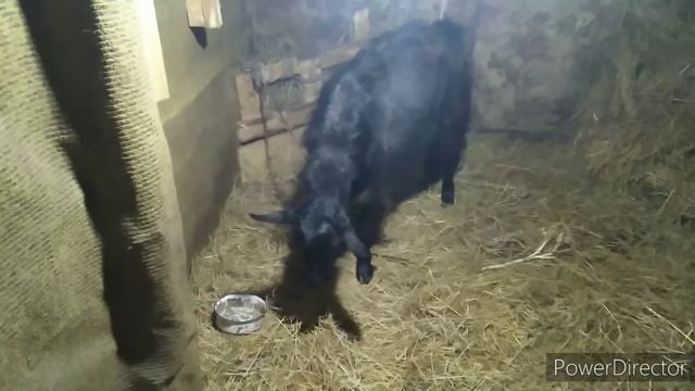 Козлята.??? Сезон открыт. Свой козел в хозяйстве?. Погода сказочная. смотреть онлайн