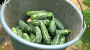 ОГУРЕЦ ДАСТ 100-200 Огурчиков С Куста После Этой Подкормки. Чем Подкормить ОГУРЦЫ В АВГУСТЕ?