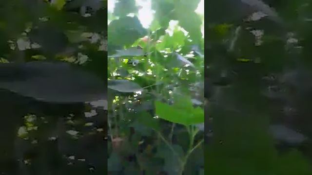 СДЕЛАЙТЕ ЭТО И ПОЛУЧИТЕ ОБИЛЬНЫЙ УРОЖАЙ СМОРОДИНЫ!