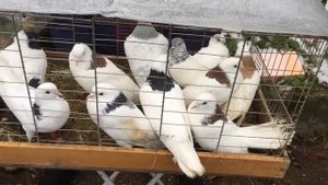 Голуби Подмосковья в Истре 05.11.2017