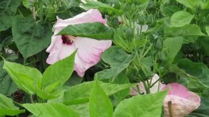 Hibiscus mocheutos