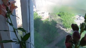 Цветёт львиный зев в цветочном горшке