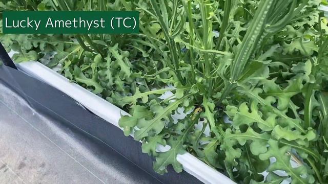 MIYOSHI Limonium sinuatum Lucky Amethyst (TC) смотреть онлайн