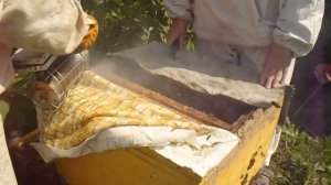 Работа на пасеке в августе   Сокращение гнезд