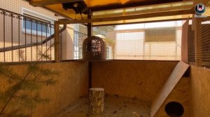 Расклёв яйца у фазанов. Что делать?