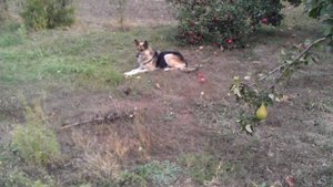 Груша сорта КЮРЕ