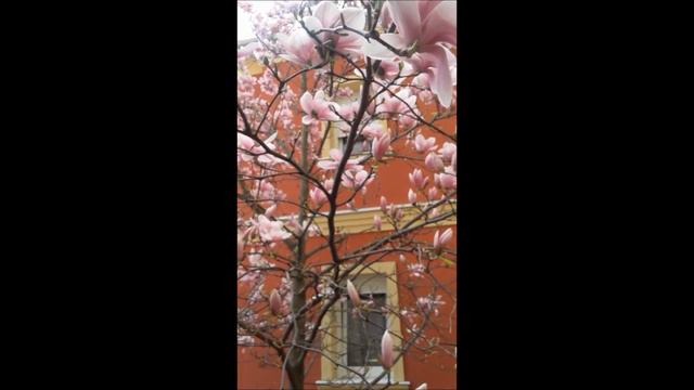 Zsolt Zsigmondi - Magnólia fa 🌺 смотреть онлайн