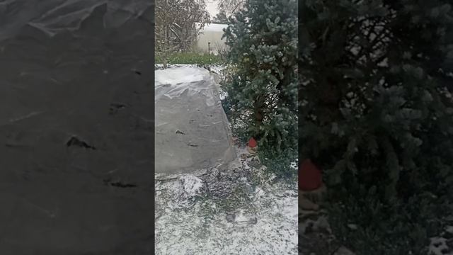 Укрытие роз, рододендронов и древовидных пионов на зиму смотреть онлайн