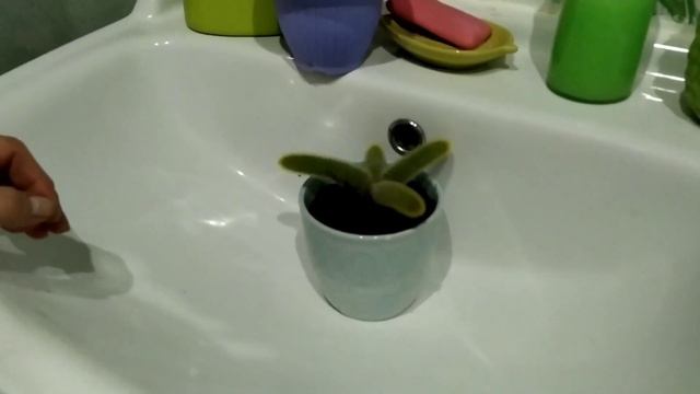 Моя ферма кактусов / комнатные растения/ пальмы / домашний хомяк / цветы ??????? смотреть онлайн