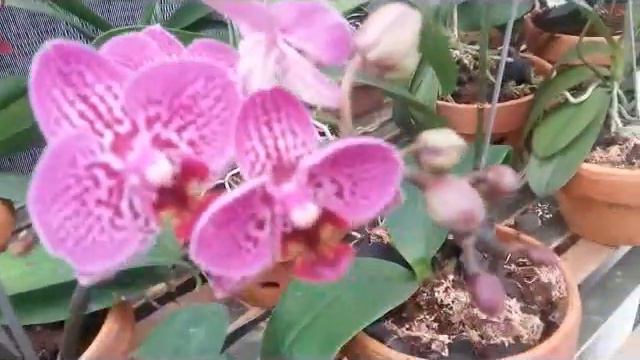 Phalaenopsis Hybrid, Orchid of Taiwan, with Mini Flowers смотреть онлайн