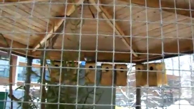 Белка в клетке 4 смотреть онлайн