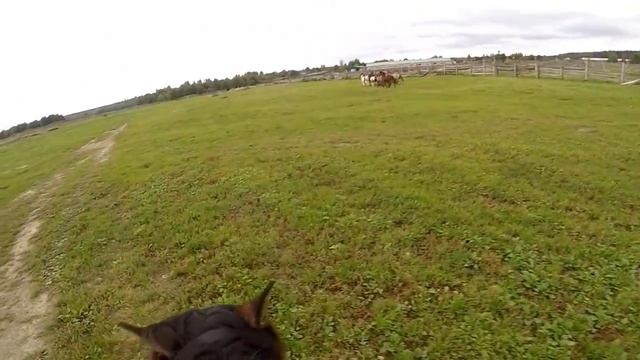 Башкирская порода лошадей "Начало сезона 2016" смотреть онлайн