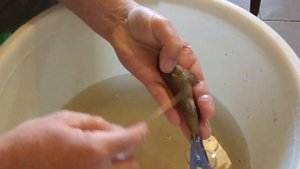 Как почистить мелкого бычка без брызг