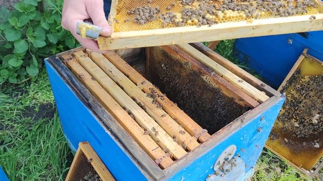 Как подготовить стартер для вывода своих маток что нужно знать ✅☝️? смотреть онлайн