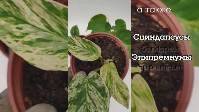 Комнатные растения. Сингониум Вайт Батерфляй. Гинура. Хлорофитум. Эпипремнум...