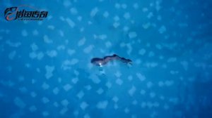 Секционный 3D Воблер реалистичная рыбка. Игра 3д воблера с Aliexpress