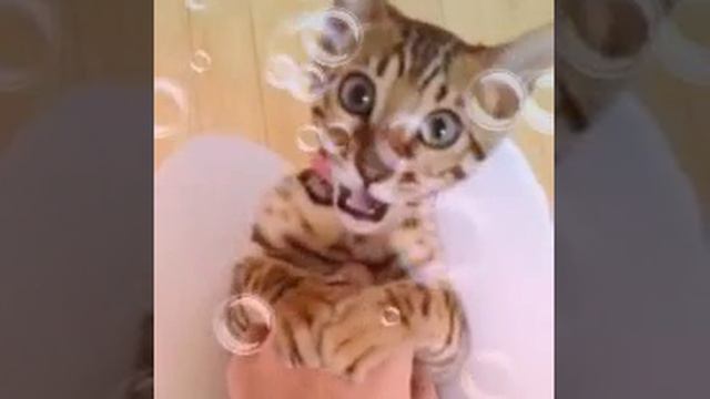 Радость для всех!😂😄😘🤗😇 смотреть онлайн