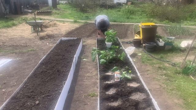 Дела майские. Сэндвич грядка, высадка баклажан. смотреть онлайн