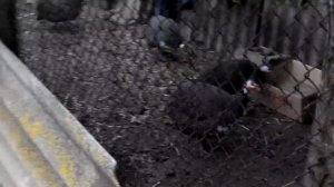 ЦЫПЛЯТАМ 1 МЕСЯЦ. СОДЕРЖАНИЕ И КОРМЛЕНИЕ