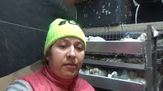 Как правильно выбрать клетку для перепелов? Как сделать клетку своими руками?