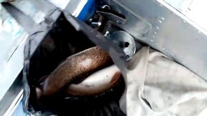 КРУПНАЯ РЫБАЛКА Дальний восток, нарезка